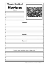 Pflanzensteckbrief-Blaukissen-SW.pdf